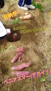 s-16-10-25-09-52-27-316_deco